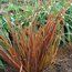 LIBERTIA 'Taupo Sunset'  